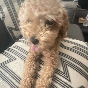 Meet your Posher, Carla